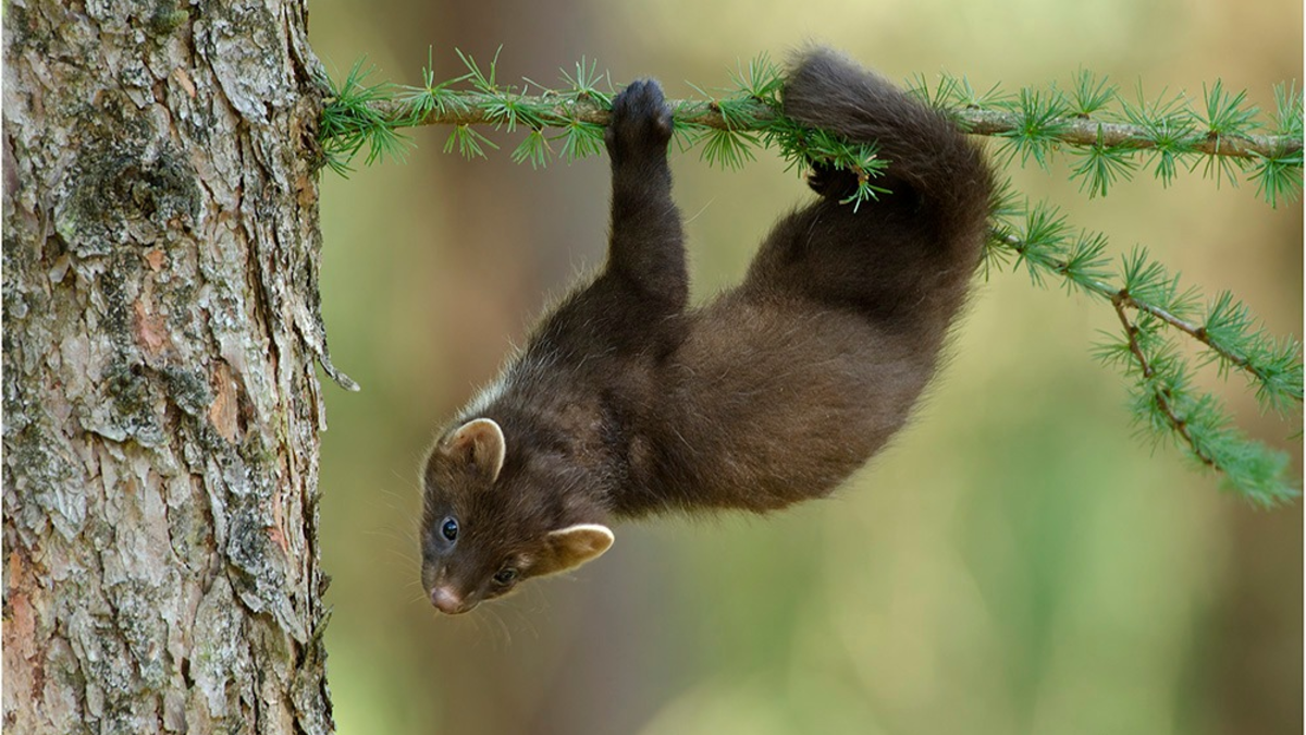 Hessens Jagdminister Jung opfert Artenschutz für den Landesjagdverband - Baummarder im Visier - Foto: presseportal.de