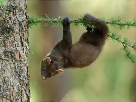 Hessens Jagdminister Jung opfert Artenschutz für den Landesjagdverband - Baummarder im Visier - Foto: presseportal.de