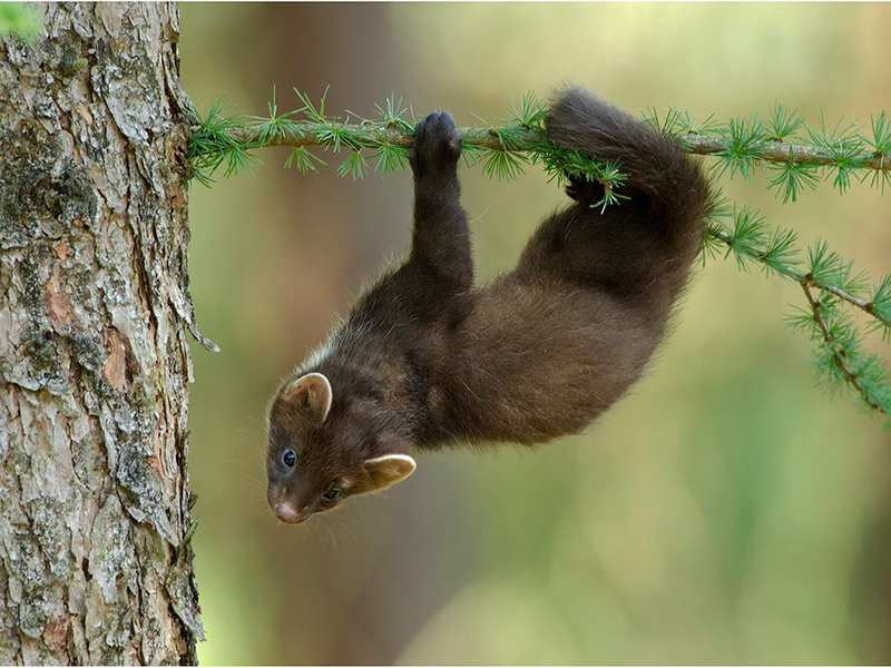 Hessens Jagdminister Jung opfert Artenschutz für den Landesjagdverband - Baummarder im Visier - Foto: presseportal.de