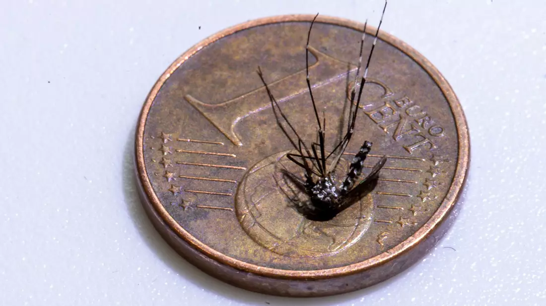 Unweit der deutschen Grenze im Elsass ist eine lokale Infektion mit dem Chikungunya-Virus entdeckt worden (Archivbild). - Bild: Helmut Fricke/epa Scanpix Sweden/dpa