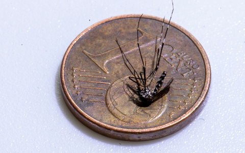 Unweit der deutschen Grenze im Elsass ist eine lokale Infektion mit dem Chikungunya-Virus entdeckt worden (Archivbild). - Foto: Helmut Fricke/epa Scanpix Sweden/dpa Unweit der deutschen Grenze im Elsass ist eine lokale Infektion mit dem Chikungunya-Virus entdeckt worden (Archivbild). - Foto: Helmut Fricke/epa Scanpix Sweden/dpa