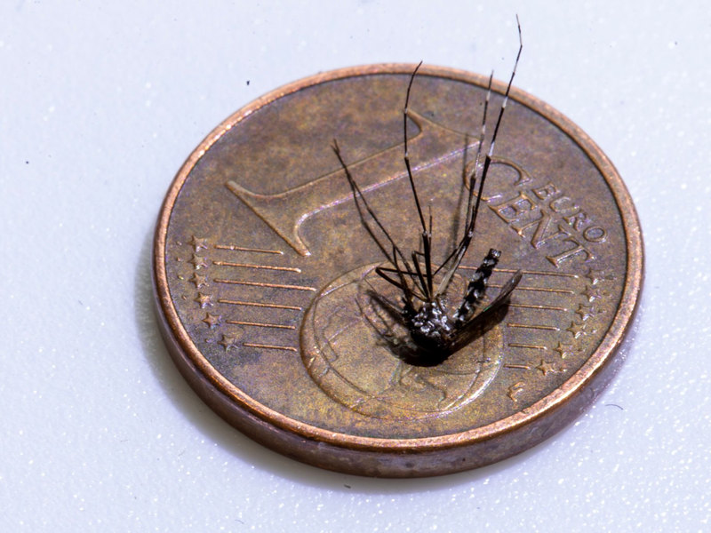 Unweit der deutschen Grenze im Elsass ist eine lokale Infektion mit dem Chikungunya-Virus entdeckt worden (Archivbild). - Foto: Helmut Fricke/epa Scanpix Sweden/dpa