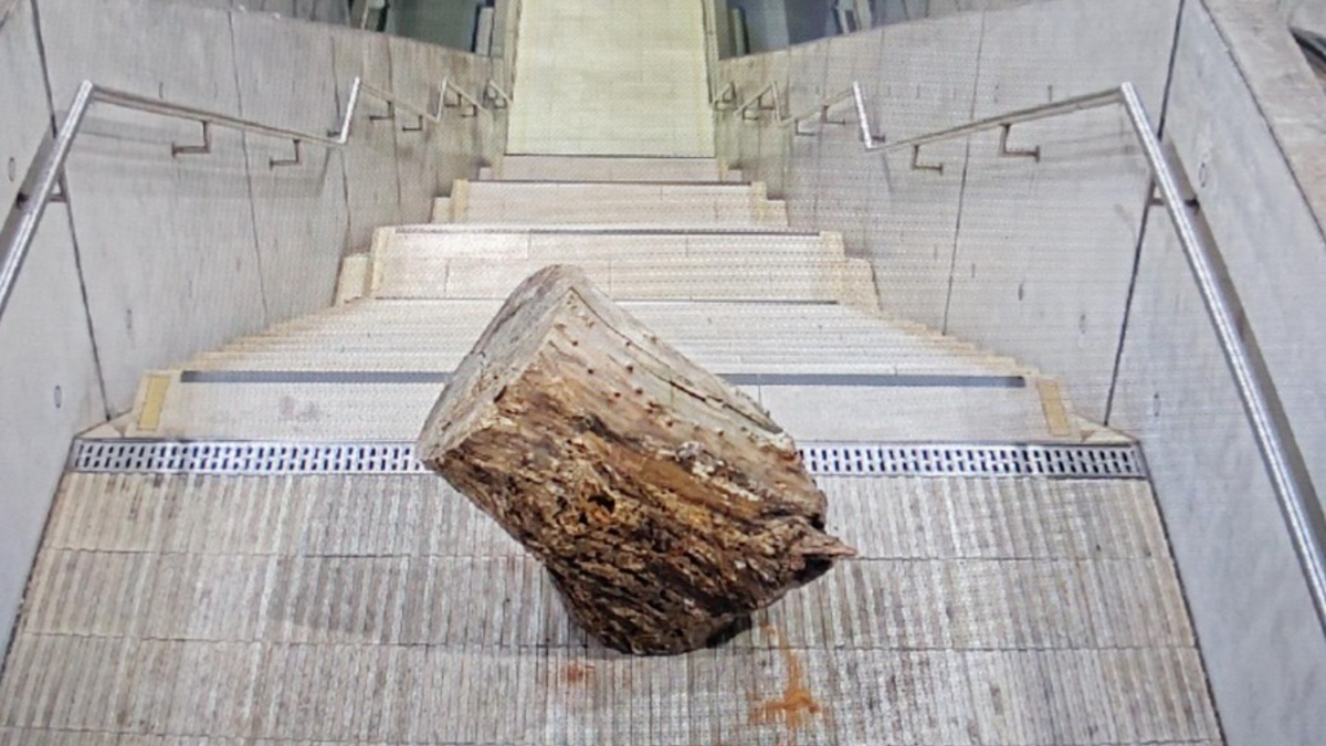 BPOLI L: Das ist kein dummer Jungen Streich mehr - Jugendliche werfen Teil eines Baumstammes in den S-Bahnhaltepunkt Wilhelm-Leuschner-Platz - Foto: presseportal.de
