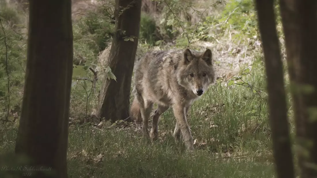 Wildtierschutz Deutschland: Kein günstiger Erhaltungszustand der Wolfspopulation feststellbar - Bild: presseportal.de