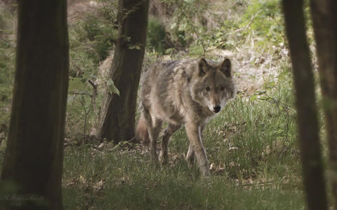 Wildtierschutz Deutschland: Kein günstiger Erhaltungszustand der Wolfspopulation feststellbar - Foto: presseportal.de