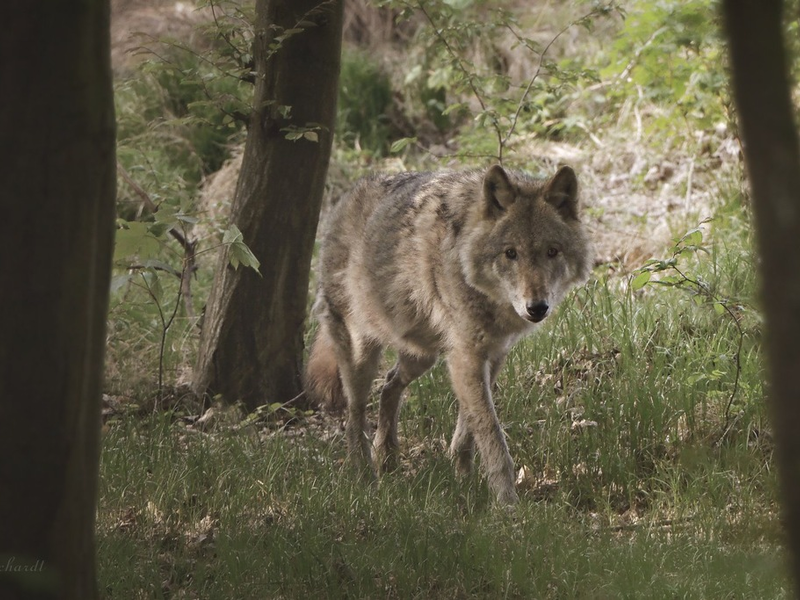 Wildtierschutz Deutschland: Kein günstiger Erhaltungszustand der Wolfspopulation feststellbar - Foto: presseportal.de
