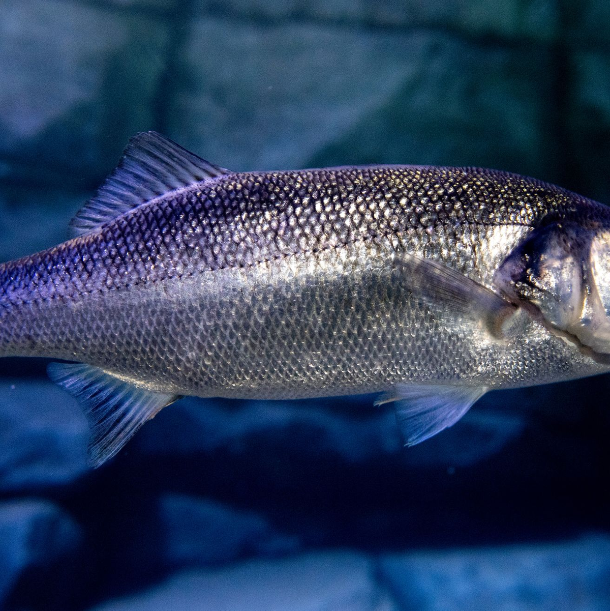 Angelläden sind ausverkauft, die Menschen fangen tonnenweise Wolfsbarsch. (Symbolfoto) - Foto: Hauke-Christian Dittrich/dpa
