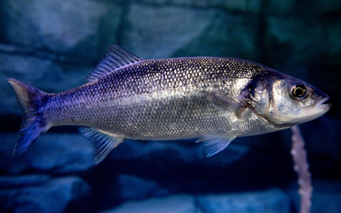 Angelläden sind ausverkauft, die Menschen fangen tonnenweise Wolfsbarsch. (Symbolfoto) - Foto: Hauke-Christian Dittrich/dpa