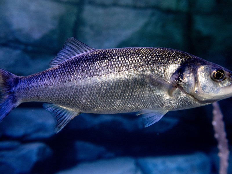Angelläden sind ausverkauft, die Menschen fangen tonnenweise Wolfsbarsch. (Symbolfoto) - Foto: Hauke-Christian Dittrich/dpa
