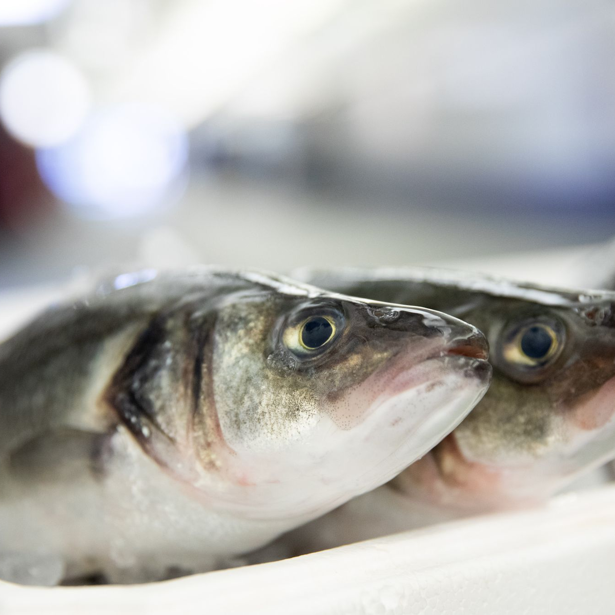 Kommt auf Zypern derzeit oft auf den Tisch: Wolfsbarsche (Symbolfoto) - Foto: Christian Charisius/dpa