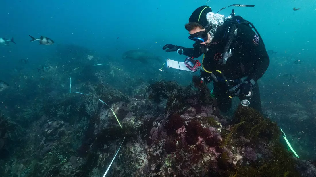 Bei einer Mikroalgenblüte verfärbt sich das Wasser meist grünlich. - Bild: Stefan Andrews/GREAT SOUTHERN REEF FOUNDATION/dpa