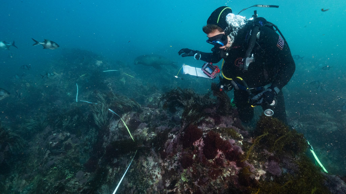 Bei einer Mikroalgenblüte verfärbt sich das Wasser meist grünlich. - Foto: Stefan Andrews/GREAT SOUTHERN REEF FOUNDATION/dpa