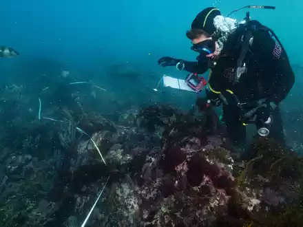 Bei einer Mikroalgenblüte verfärbt sich das Wasser meist grünlich. - Foto: Stefan Andrews/GREAT SOUTHERN REEF FOUNDATION/dpa