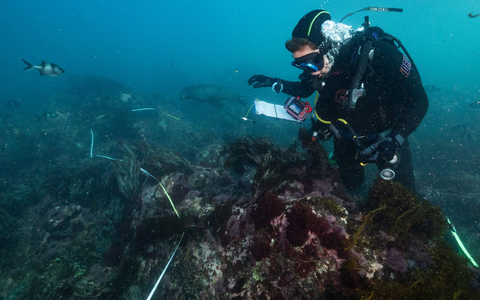 Bei einer Mikroalgenblüte verfärbt sich das Wasser meist grünlich. - Foto: Stefan Andrews/GREAT SOUTHERN REEF FOUNDATION/dpa