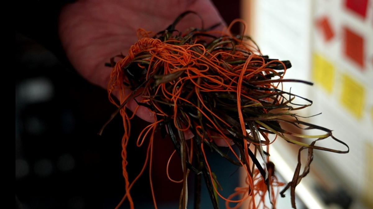 LWSPA M-V: Tierische Rettungsaktion im Seehafen Rostock - Foto: presseportal.de
