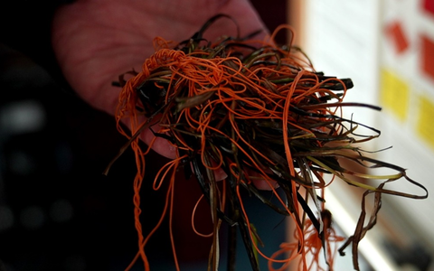 LWSPA M-V: Tierische Rettungsaktion im Seehafen Rostock - Foto: presseportal.de