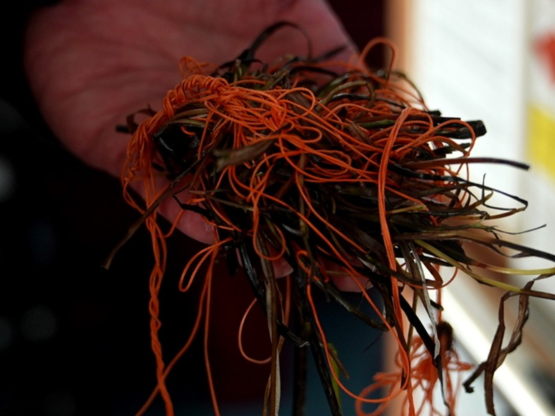 LWSPA M-V: Tierische Rettungsaktion im Seehafen Rostock - Foto: presseportal.de