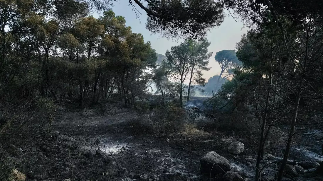 Mehrere Tausend Hektar Fläche sind in Frankreich bereits von Waldbränden in Mitleidenschaft gezogen worden. - Bild: Idriss Bigou-Gilles/AFP/dpa