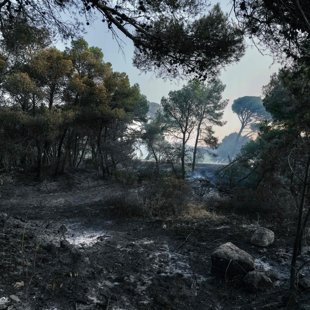 Mehrere Tausend Hektar Fläche sind in Frankreich bereits von Waldbränden in Mitleidenschaft gezogen worden. - Foto: Idriss Bigou-Gilles/AFP/dpa