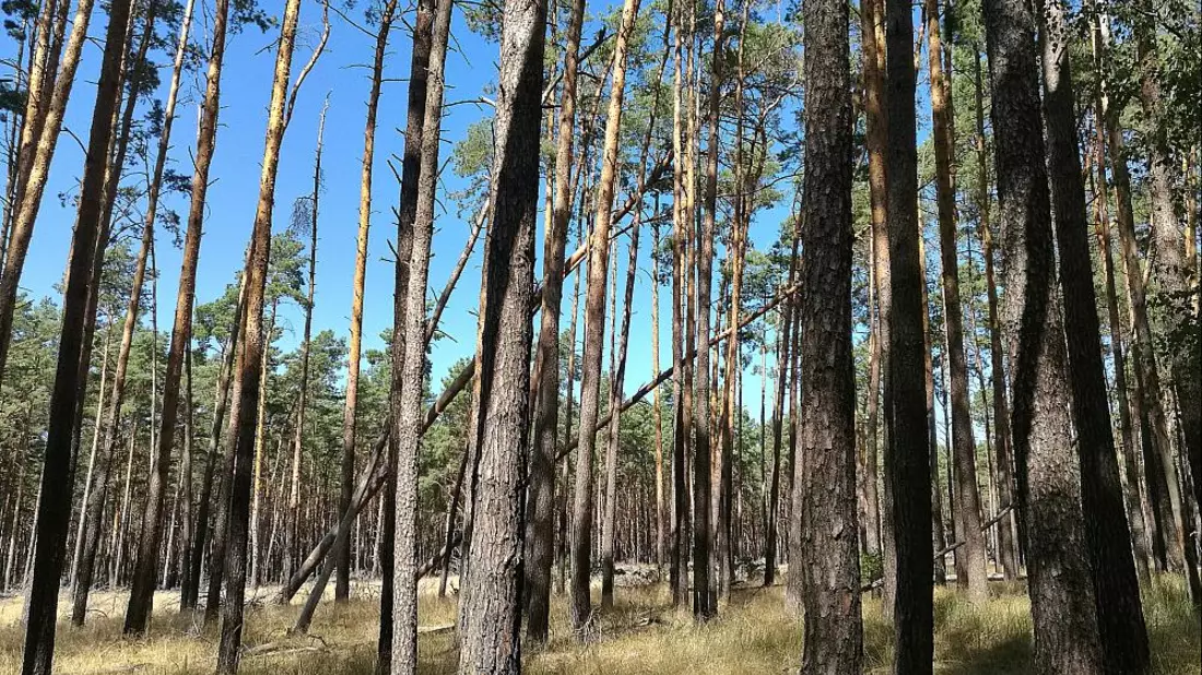 Wald (Archiv) - Bild: über dts Nachrichtenagentur
