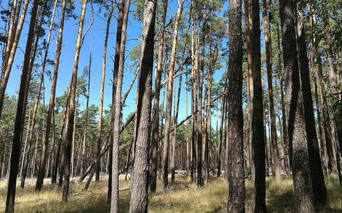 Wald (Archiv) - Foto: über dts Nachrichtenagentur