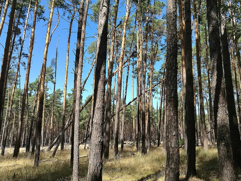 Wald (Archiv) - Foto: über dts Nachrichtenagentur