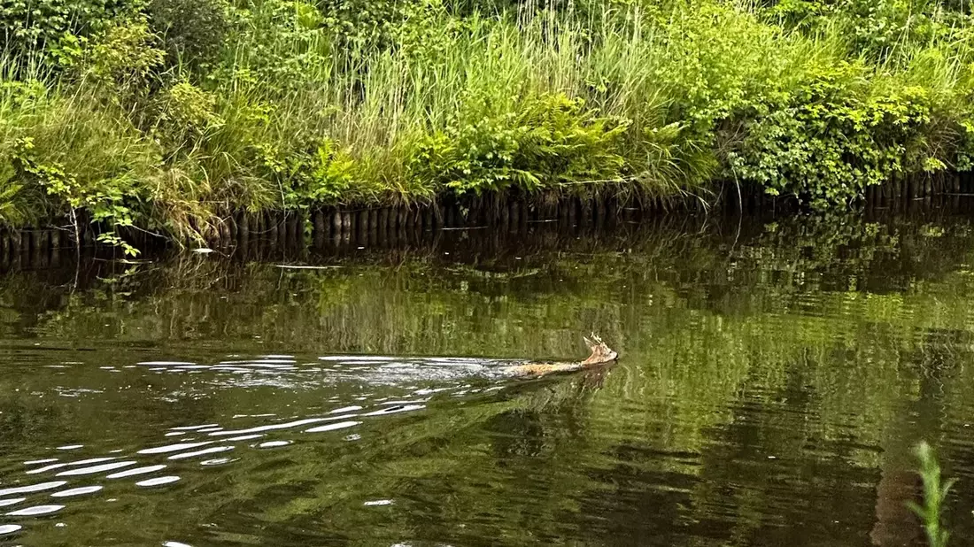 FW-AUR: Erfolgreiche Tierrettung aus Wasserlauf - Bild: presseportal.de