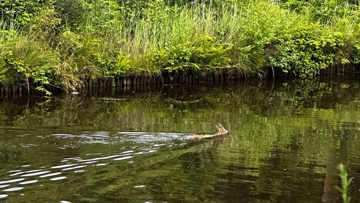 FW-AUR: Erfolgreiche Tierrettung aus Wasserlauf - Foto: presseportal.de