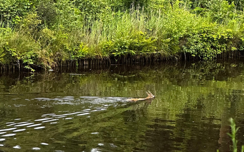 FW-AUR: Erfolgreiche Tierrettung aus Wasserlauf - Foto: presseportal.de