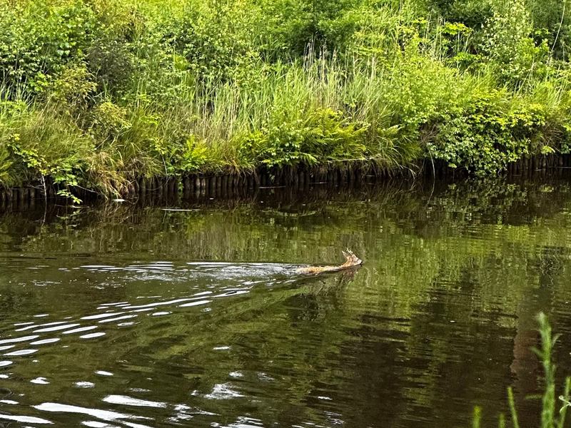 FW-AUR: Erfolgreiche Tierrettung aus Wasserlauf - Foto: presseportal.de