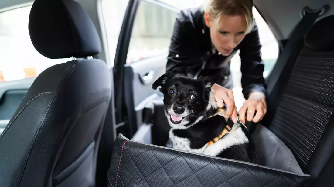 Haustiere sicher im Auto transportieren - Bild: presseportal.de