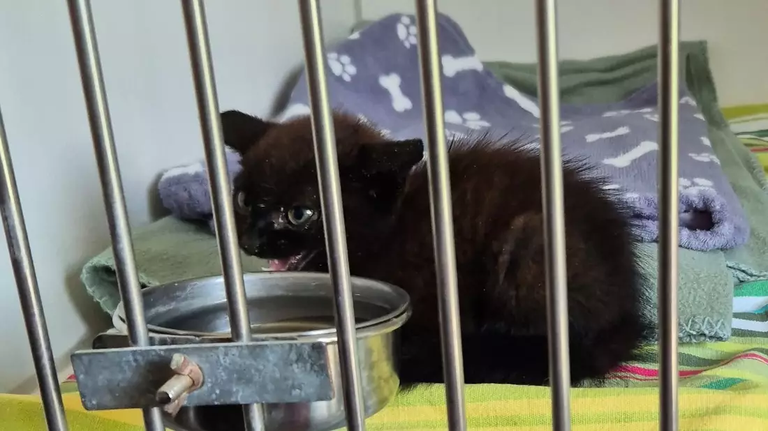 POL-KI: 250709.2 Kiel: Kampflustige Katze entpuppt sich als Kätzchen - Bild: presseportal.de