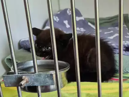 POL-KI: 250709.2 Kiel: Kampflustige Katze entpuppt sich als Kätzchen - Foto: presseportal.de
