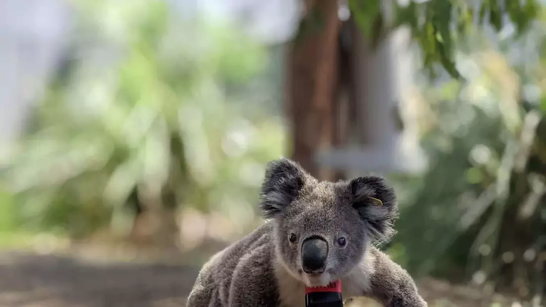 Koalas sind bedroht - etwa durch die Rodung von Bäumen, wie eine Studie nun herausfand. - Bild: Ami Fadhillah Amir Abdul Nasir/Society for Experimental Biology/dpa