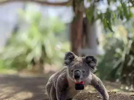 Koalas sind bedroht - etwa durch die Rodung von Bäumen, wie eine Studie nun herausfand. - Foto: Ami Fadhillah Amir Abdul Nasir/Society for Experimental Biology/dpa