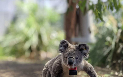 Koalas sind bedroht - etwa durch die Rodung von BĂ€umen, wie eine Studie nun herausfand. - Foto: Ami Fadhillah Amir Abdul Nasir/Society for Experimental Biology/dpa Koalas sind bedroht - etwa durch die Rodung von BĂ€umen, wie eine Studie nun herausfand. - Foto: Ami Fadhillah Amir Abdul Nasir/Society for Experimental Biology/dpa