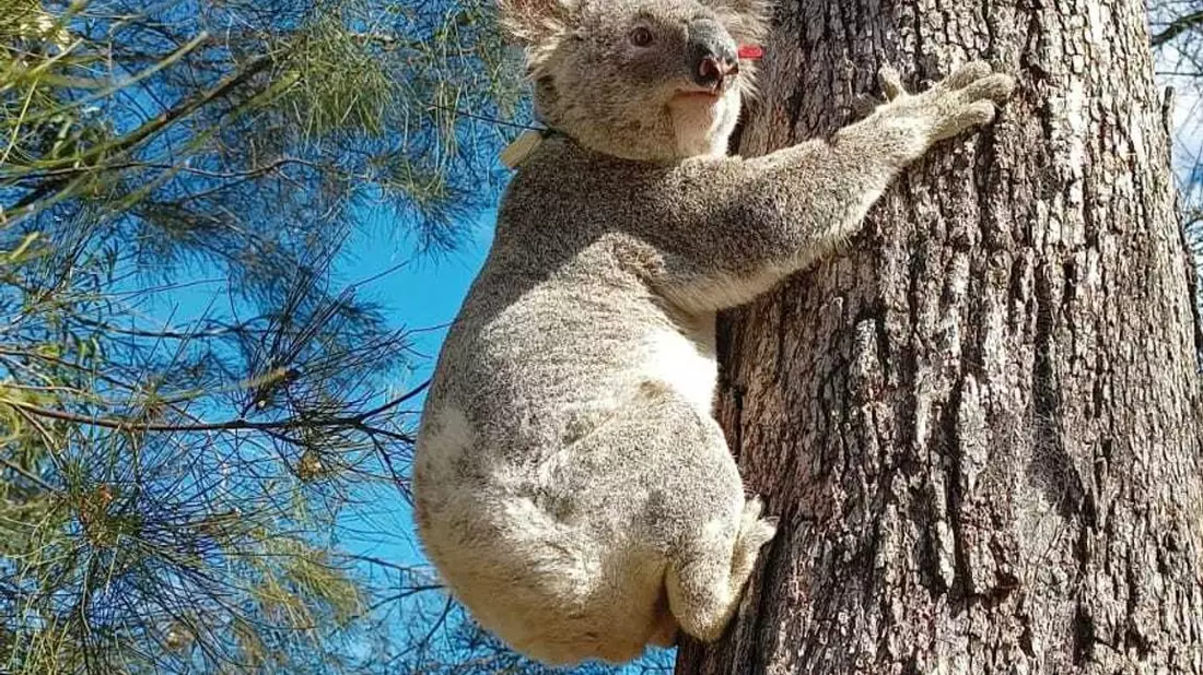 Für Koalas die sicherere Variante: Klettern an Bäumen. - Bild: Ami Fadhillah Amir Abdul Nasir/ Society for Experimental Biology/dpa