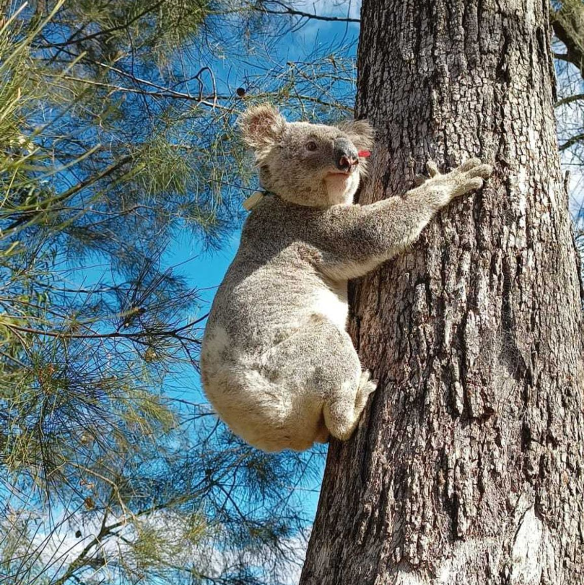 Für Koalas die sicherere Variante: Klettern an Bäumen. - Foto: Ami Fadhillah Amir Abdul Nasir/ Society for Experimental Biology/dpa