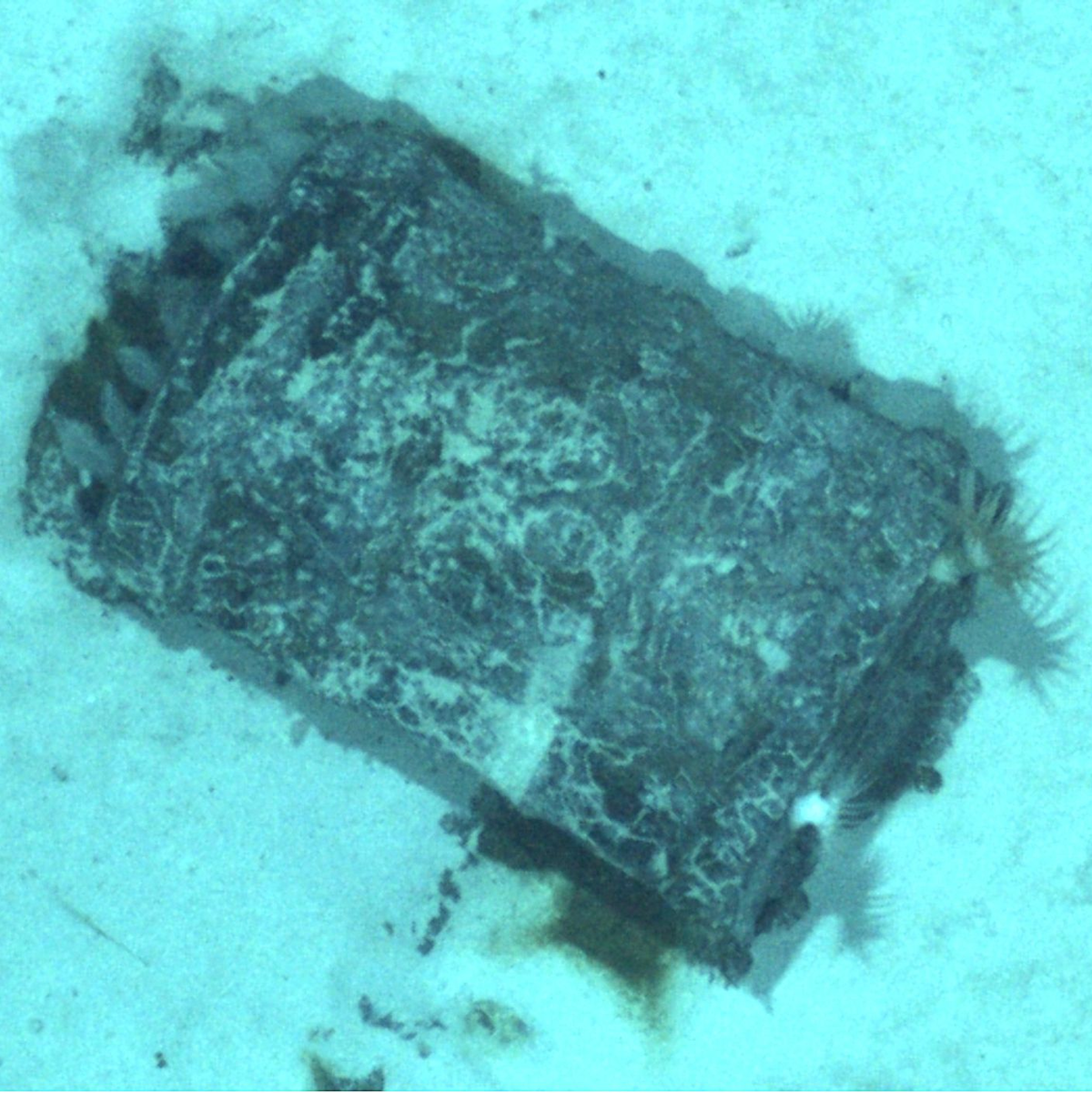 Laut Fachleuten ist der Zustand der Fässer unterschiedlich – intakt, verformt oder sogar aufgerissen. - Foto: -/Flotte Océanographique Française/dpa