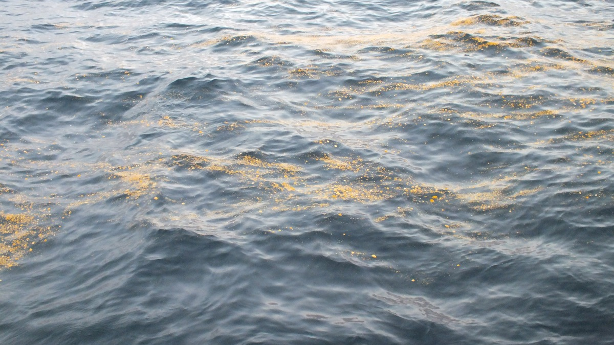 BPOL-CUX: Gewässerverunreinigung in der Nordsee - Tatverdächtiges Fahrzeug festgestellt - Foto: presseportal.de