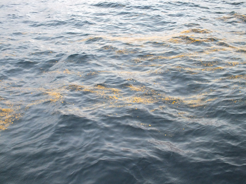BPOL-CUX: Gewässerverunreinigung in der Nordsee - Tatverdächtiges Fahrzeug festgestellt - Foto: presseportal.de