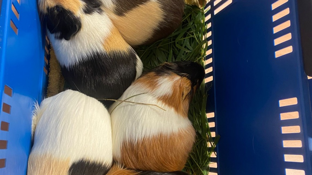 POL-GS: Pressemitteilung des PK Seesen vom 12.07.2025 - Foto: presseportal.de