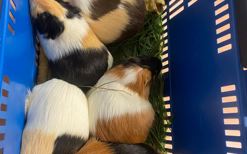 POL-GS: Pressemitteilung des PK Seesen vom 12.07.2025 - Foto: presseportal.de