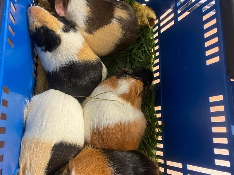 POL-GS: Pressemitteilung des PK Seesen vom 12.07.2025 - Foto: presseportal.de