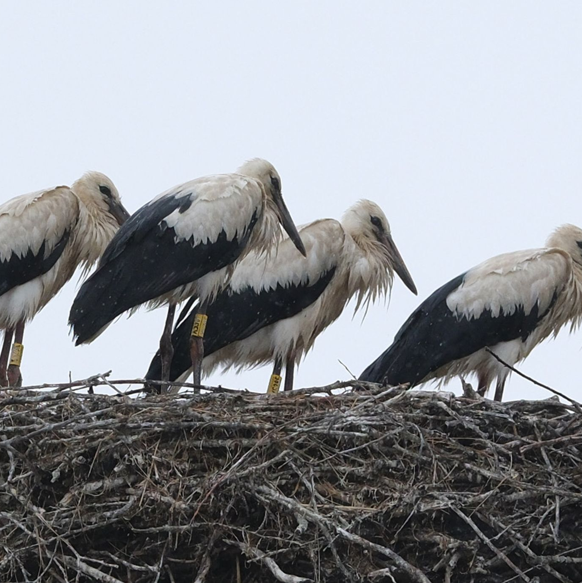 Schauer im Norden und Sonne im Süden zeigt die Wettervorhersage für Sonntag. - Foto: Sebastian Willnow/dpa