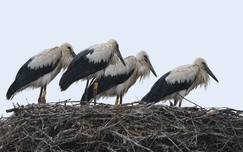 Schauer im Norden und Sonne im Süden zeigt die Wettervorhersage für Sonntag. - Foto: Sebastian Willnow/dpa Schauer im Norden und Sonne im Süden zeigt die Wettervorhersage für Sonntag. - Foto: Sebastian Willnow/dpa