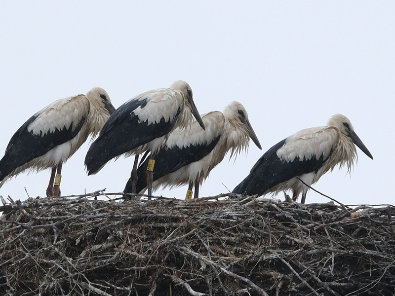 Schauer im Norden und Sonne im Süden zeigt die Wettervorhersage für Sonntag. - Foto: Sebastian Willnow/dpa
