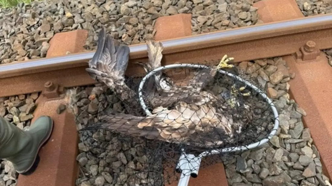BPOL-FL: Seeadler aus den Gleisen geborgen - Bild: presseportal.de