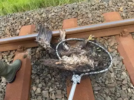 BPOL-FL: Seeadler aus den Gleisen geborgen - Foto: presseportal.de