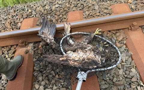BPOL-FL: Seeadler aus den Gleisen geborgen - Foto: presseportal.de